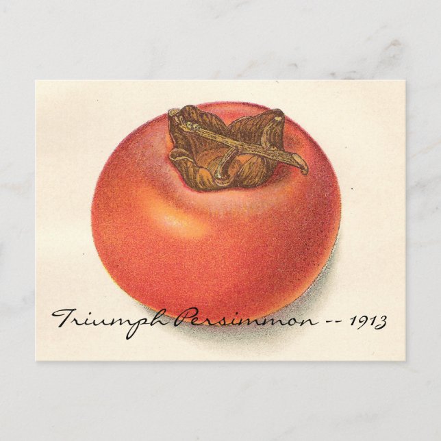 Vintage Persimmon Postcard (Front)
