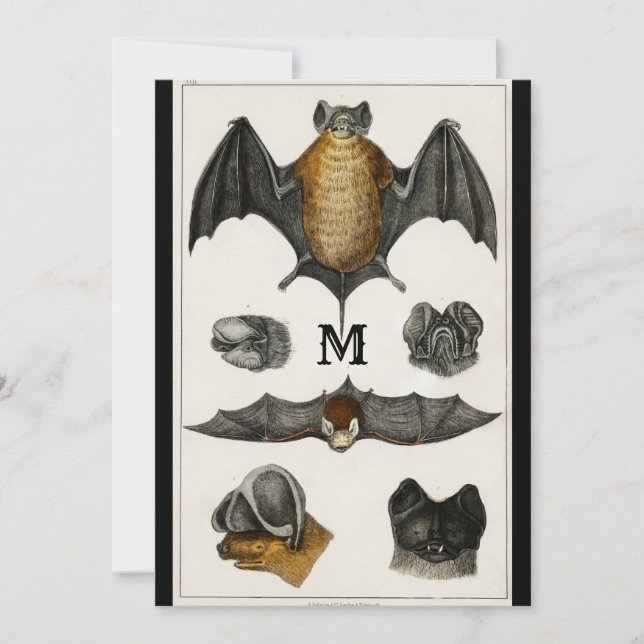 Vintage Personalized Bats Gift Illustration Button Invitation (Front)