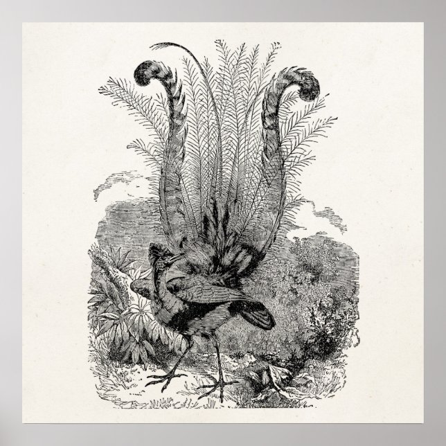 Vintage Personalized Bird - Retro Lyrebird Birds Poster (Front)