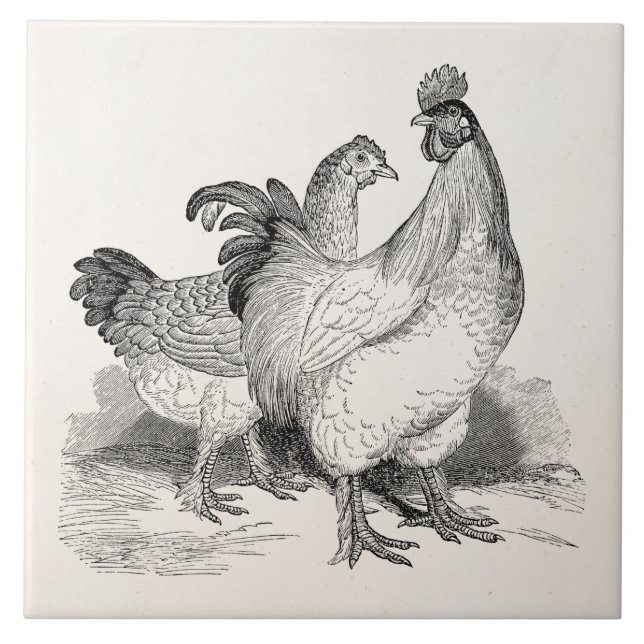 Vintage Personalized Chicken Rooster Cochin Birds Tile (Front)