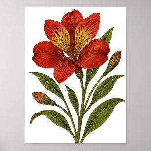 Vintage Peruvian Lily Poster