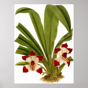 Vintage Pescatorea Klabochorum Orchid Flower Poster