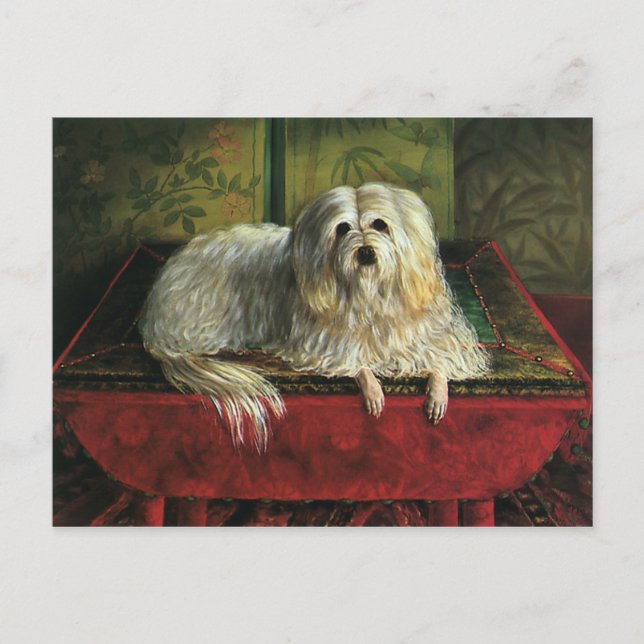 Vintage Pet Animals, Shaggy Sheepdog Dog Postcard (Front)