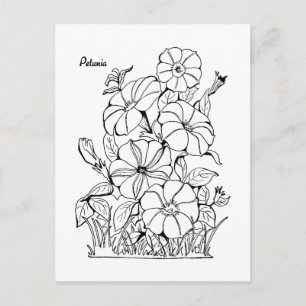 Vintage Petunia Flowers Adult Coloring Postcard