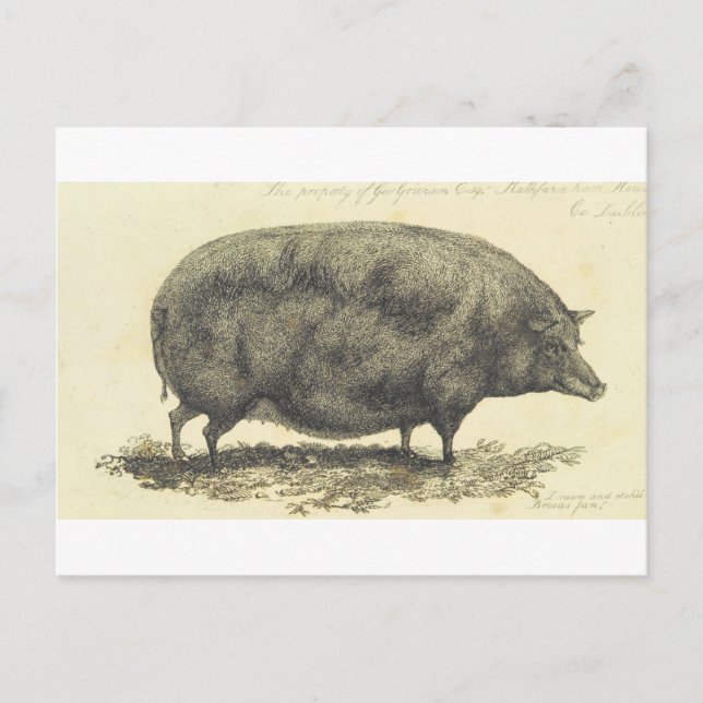 Vintage pig etching with text card (Front)