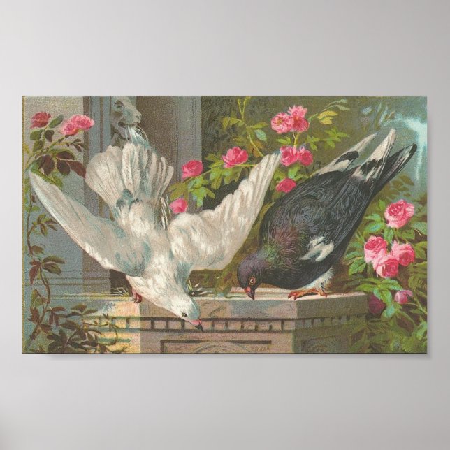 Vintage Pigeons Poster (Front)