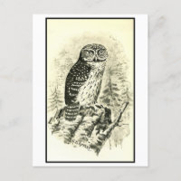 Vintage Pigmy Owl Illustration