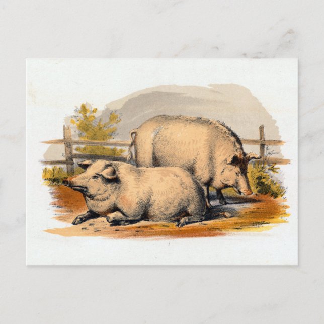 Vintage Pigs Illustration Postcard (Front)