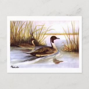 Vintage Pin Tailed Ducks 1920s by R E Todhunter Postcard