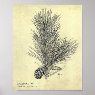 Vintage Pine Branch Poster