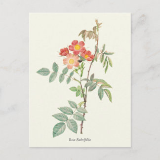 Vintage Pink and Red Roses Botanical Print Postcard