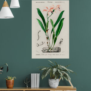 Vintage Pink Cattleya Orchid Botanical Print