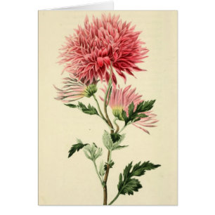 Vintage Pink Chrysanthemum Flower