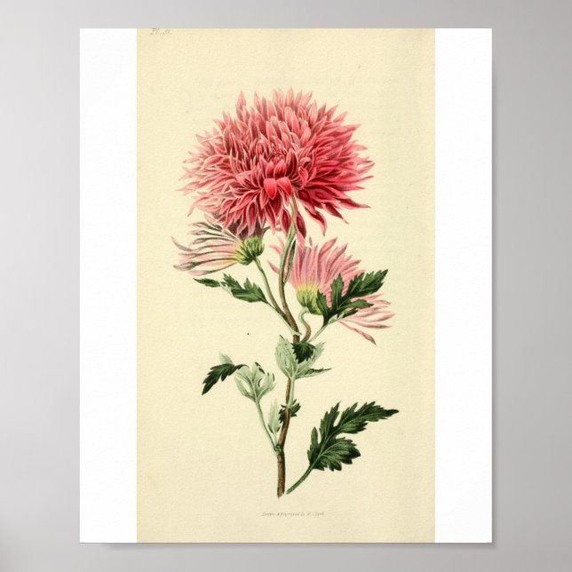 Vintage Pink Chrysanthemum Flower Poster (Front)