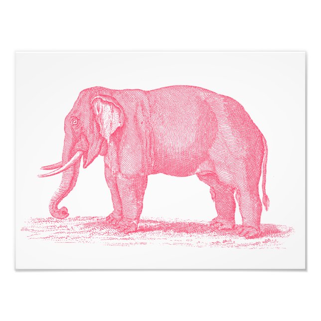 Vintage Pink Elephant 1800s Elephants Illustration Photo Print (Front)