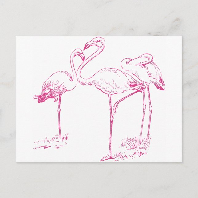 Vintage  Pink Flamingo Drawing Postcard (Front)