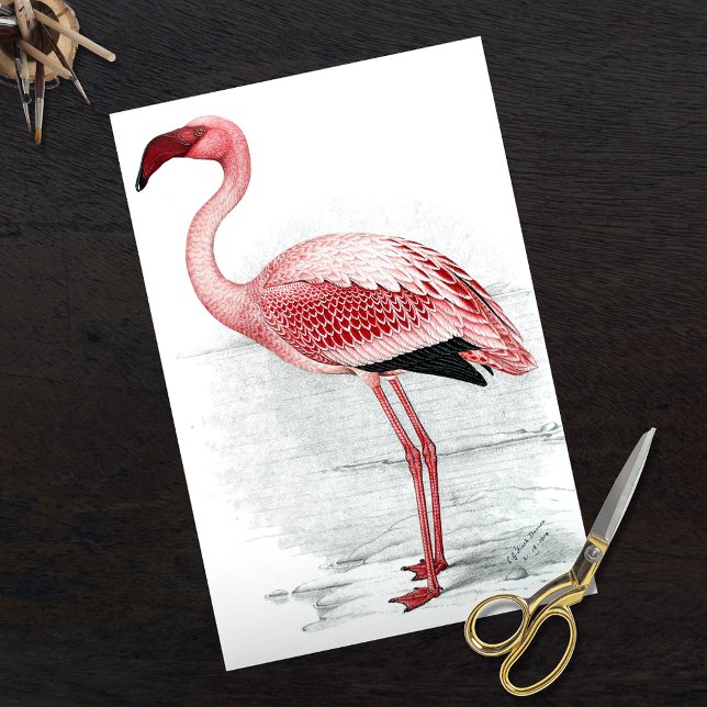 Vintage Pink Flamingo Finch Davies 1919 Tissue Paper (Creator Uploaded)
