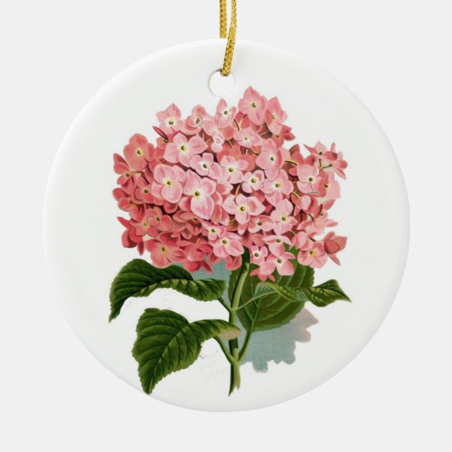 Vintage Pink Hydrangea Botanical Illustration  Ceramic Ornament (Front)