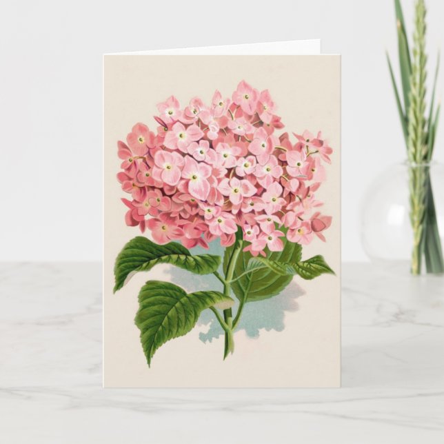 Vintage Pink Hydrangea Card (Front)