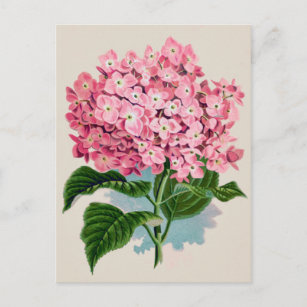 Vintage Pink Hydrangea Flower Postcard