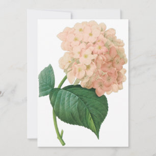 Vintage Pink Hydrangea Flower, Redoute Invitation