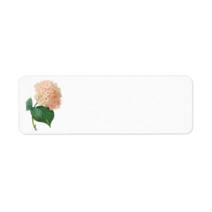 Vintage Pink Hydrangea Hortensia Flower by Redoute