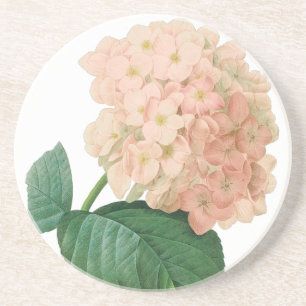 Vintage Pink Hydrangea Hortensia Flower by Redoute Coaster