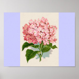 Vintage Pink Hydrangea Poster