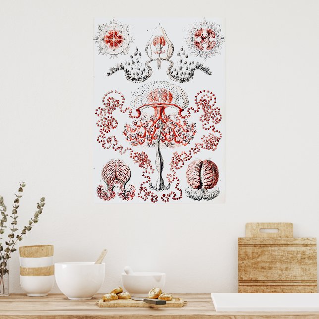 Vintage Pink Jellifish on White -  Ernst Haeckel  Poster (Kitchen)