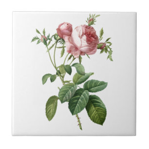 Vintage pink rose botanical illustration, Redoute Tile
