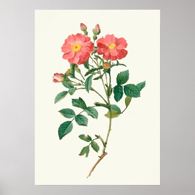Vintage Pink Rose Botanical Print (Front)