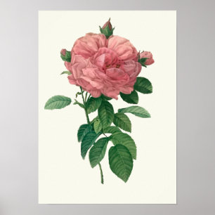 Vintage Pink Rose Botanical Print