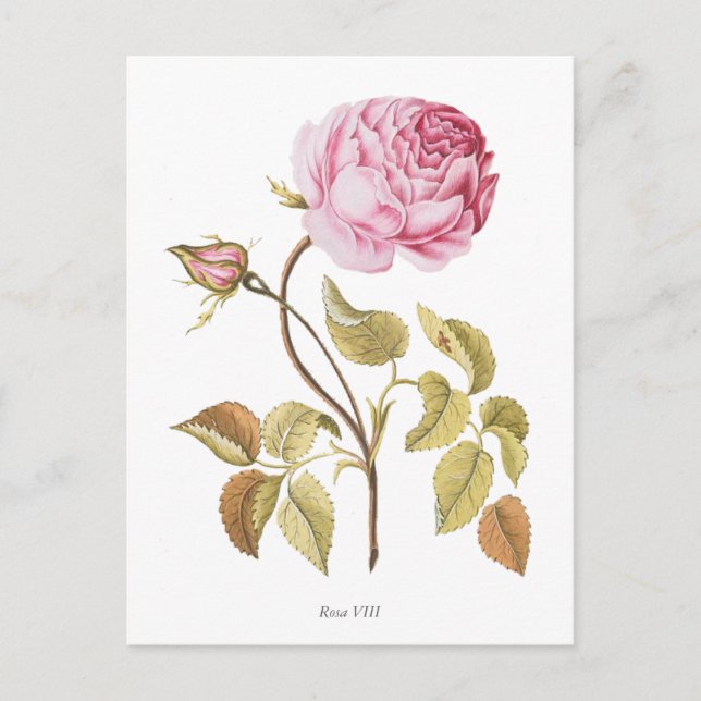 Vintage Pink Rose Botanical Print Postcard (Front)