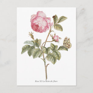 Vintage Pink Rose Botanical Print Postcard