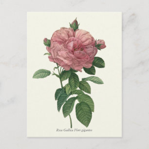 Vintage Pink Rose Botanical Print Postcard