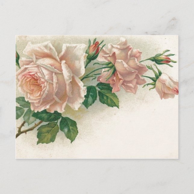 Vintage Pink Rose Postcard (Front)