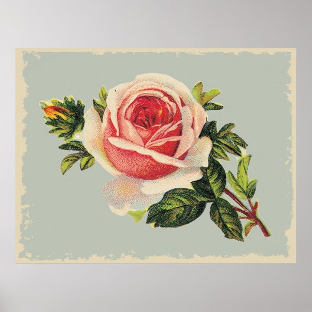 Vintage Pink Rose Poster (Front)