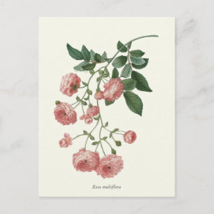 Vintage Pink Roses Botanical Print Postcard