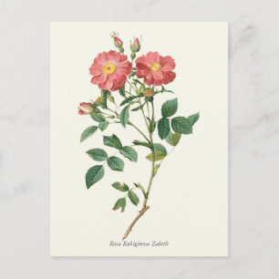 Vintage Pink Roses Botanical Print Postcard