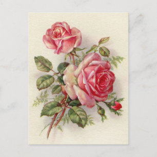 Vintage pink roses cute postcard