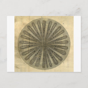 Vintage Plant Anatomy Postcard