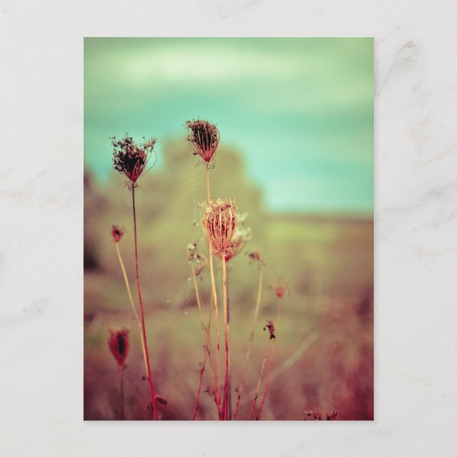 Vintage plants postcard (Front)