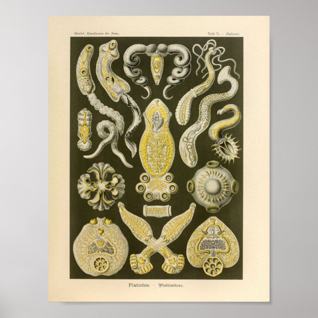 Vintage Platodes Colour Ernst Haeckel Art Print (Front)