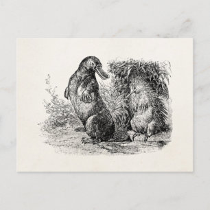 Vintage Platypus Porcupine Anteater Template Postcard
