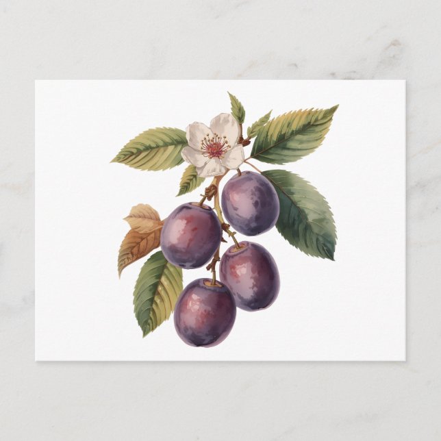Vintage Plum Fruit Branch with Plum Blossom  Postcard (Front)