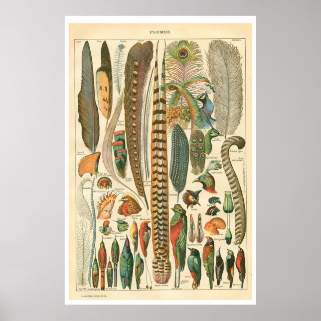 Vintage Plumes Poster (Front)