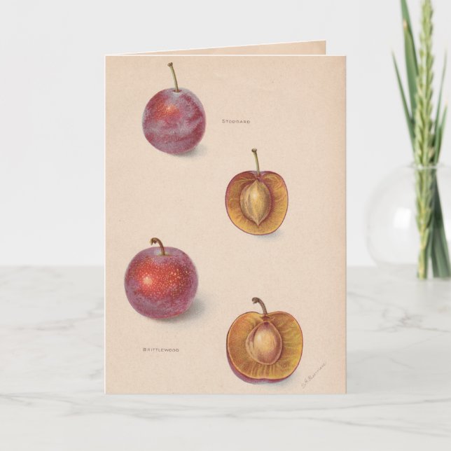 Vintage Plums Greeting Card (Front)