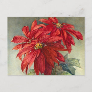 Vintage Poinsettia’s Christmas Holiday Postcard