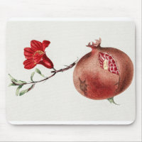 Vintage Pomegranate Botanical Illustration