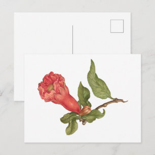 Vintage pomegranate flower blooming illustration postcard